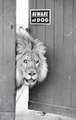image drole lion