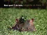 images humour animaux